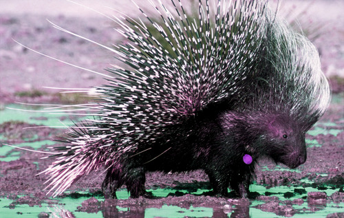  lennat replied to your post: anonymous said:ohmygosh that’s th…  Mine too! Then it changed to porcupines…..Amethyst could be a porcupine…  Porcupines are pretty awesome and I could totally see Amethyst being one. Not only because its