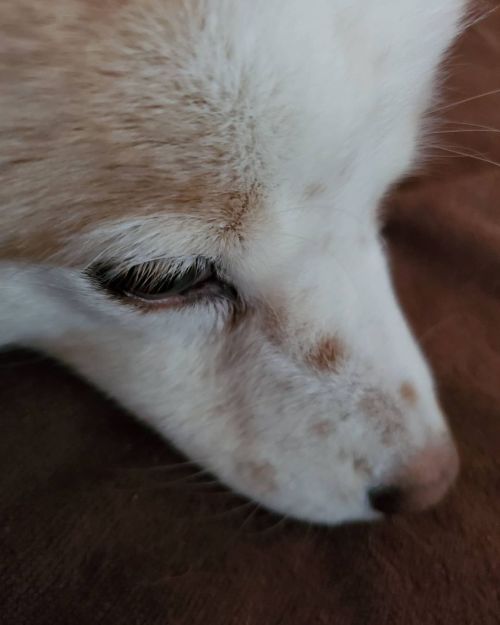 愛しの睫毛。 愛しのソバカス。 #dog #inu #犬 #犬の麩 #犬のいる暮らし #love #moritaMiW instagram.com/catsachi.dogfu htt