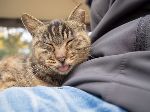 neko-no-oto:腹に登頂。無事成功。She had a bit of trouble climbing up, but she was able to safely relax on my lap.2018年11月撮影。Taken November 2018.