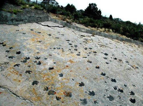 Dinosaurs without bones: Dinosaur lives revealed by their trace fossils. Anthony Martins&rsquo; 