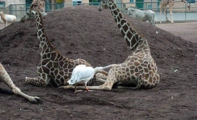 underthehedge:kaijuno:kaijuno:All Pelicans go to jail challenge Pelicans have the exact opposite energy from capybara. Capybara are shaped like a friend, soothing.Pelicans are shaped like a problem.