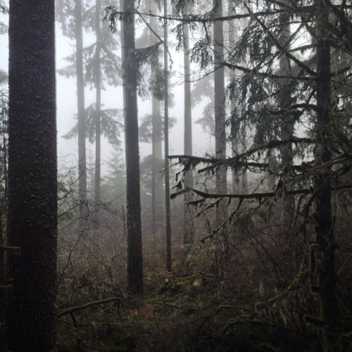 Morning fog, and raining trees. by amckimmey on Flickr.