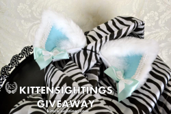 kitten-sightings:  Time for a little giveaway!In