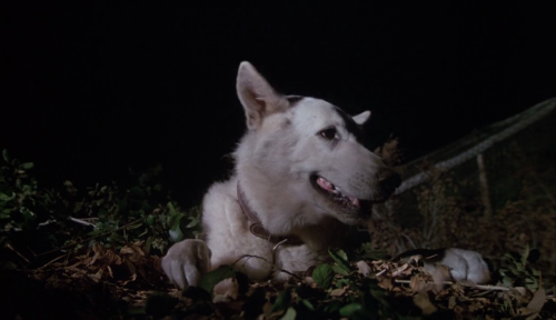 365filmsbyauroranocte
