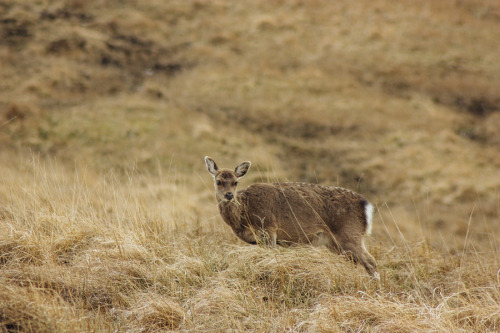 A sika deer grazing in the Wicklow Mountains.The sika deer (Cervus nippon) also known as the spotted