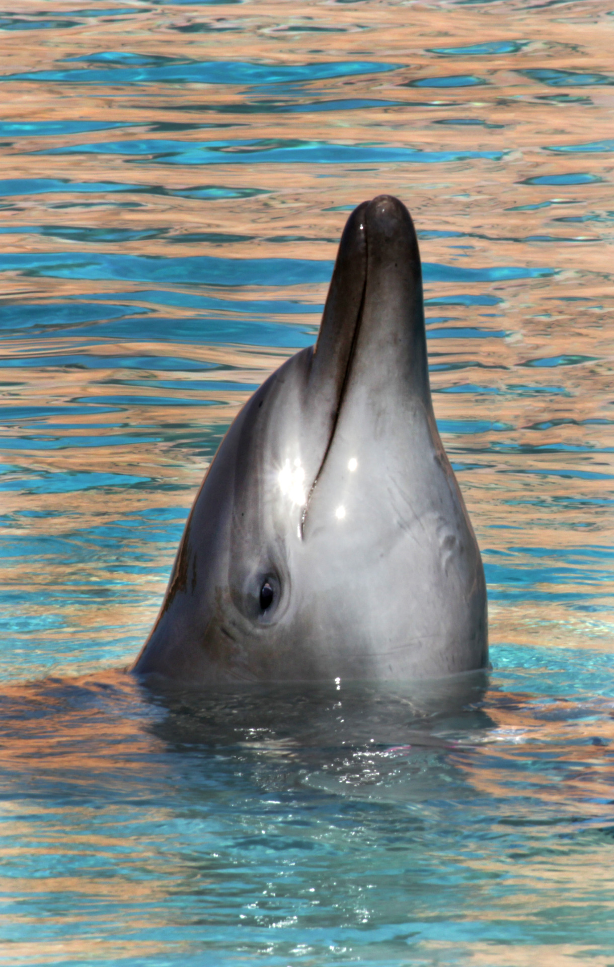 thespinytailedlizard:  &lsquo;Dolphin Encounter&rsquo;, Atlantis, Dubai