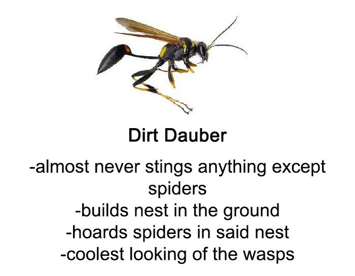 i-have-no-gender-only-rage:  some info on bees and wasps  