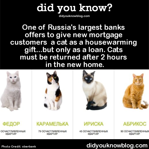 did-you-kno:  One of Russia’s largest banks offers to give new mortgage customers  a cat as a housewarming gift…but only as a loan. Cats must be returned after 2 hours in the new home.  Source