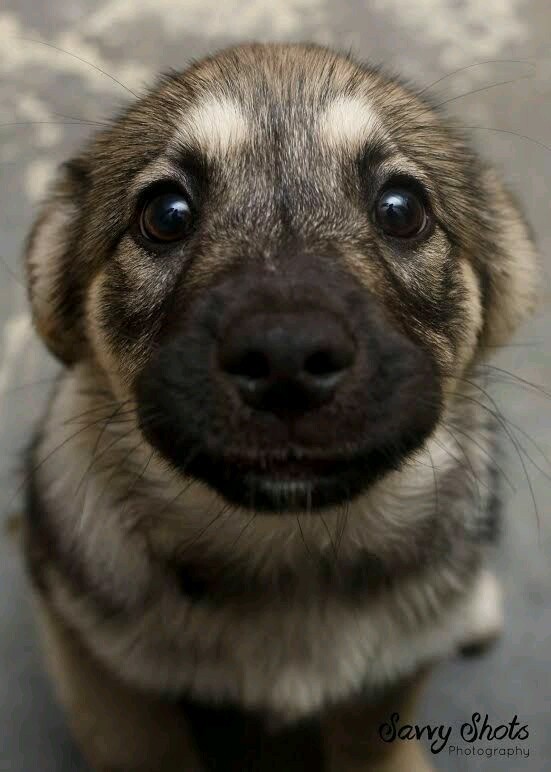 srcafajestte:$$