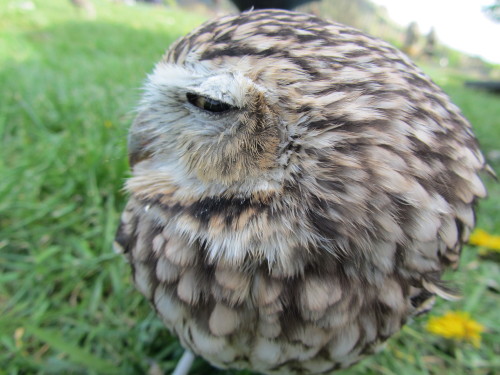 burrowing owl