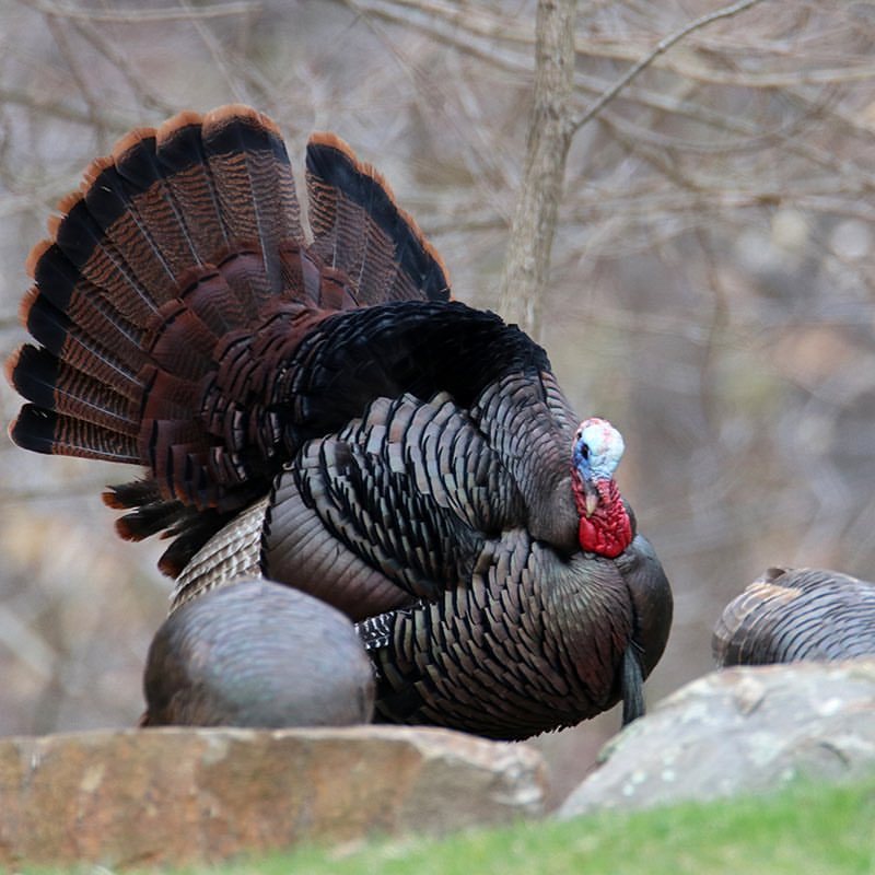 Gobbler displaying for the ladies last month, southern Ohio. #gobbler #wildlife #turkeyhunting #hunting #springturkey #ohio #wildlifephotography #ohiowildlife #easternwildturkey #ohio #photographer