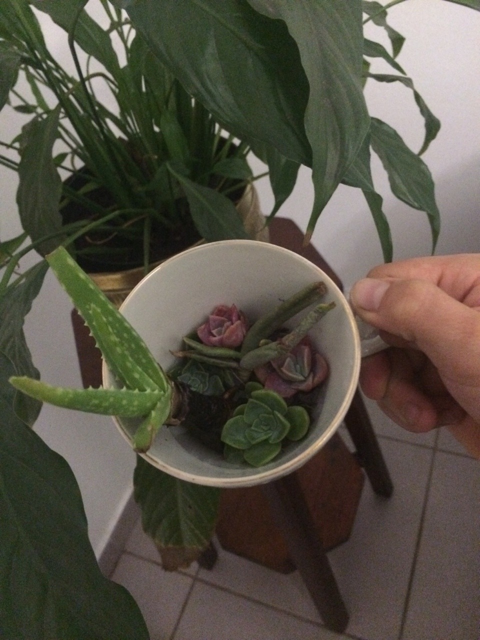 smock:  faeihry:  my babies are ready to be potted  nature / pale