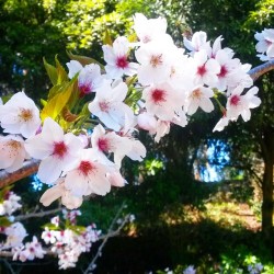 Went For A Walk In Golden Gate Park Before My Video Shoot Today. Cherry Blossoms