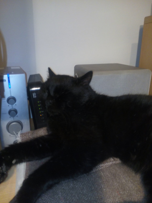 My cat using my modem as pillow lol Mr.Meow don’t give much fucks =^^=