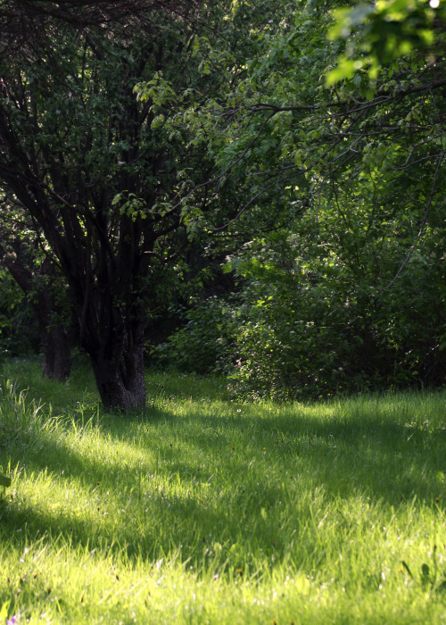 walking-geema:Through the yards ~ morning walk      walking-geema