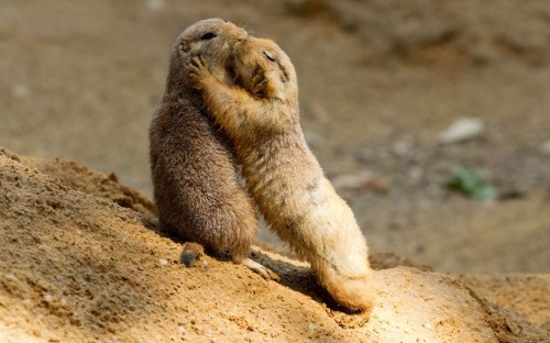 The amazing prarie dog. Did you know that prarie dogs are known for having their own language? They 