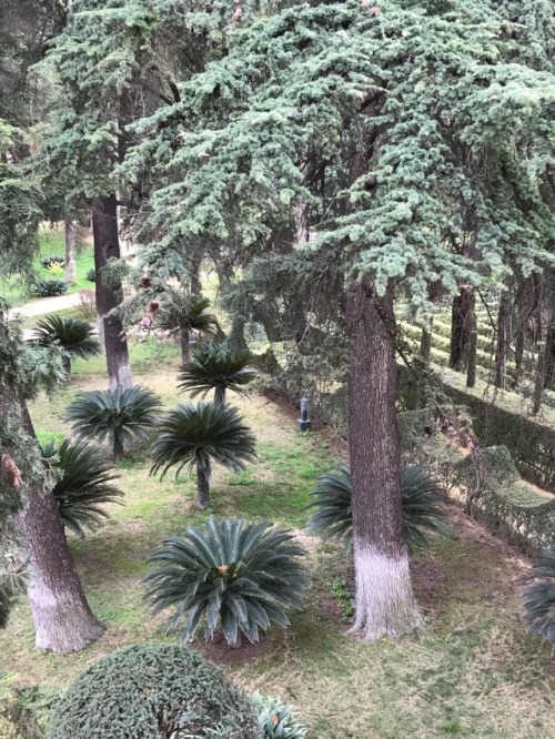 jillraggett:Plant of the DayMonday 26 February 2018In containers or planted under Cedrus (cedar) tre