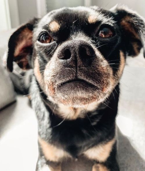 + + • • • • • | #boopmynose #blackandtan #yegdogs #dogsofinstagram | https://www.instagram.com/p/Bzy