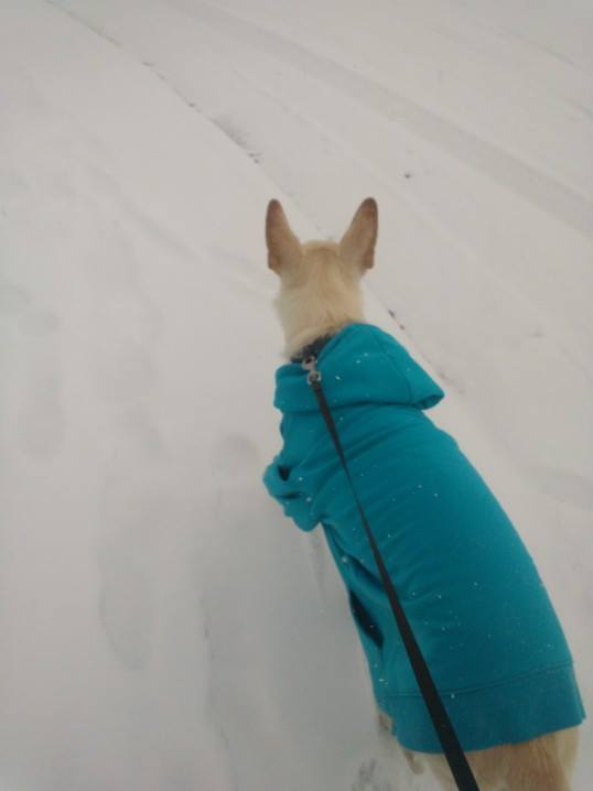 I had to walk her since she&rsquo;s been acting up lately &gt;.&lt;  But