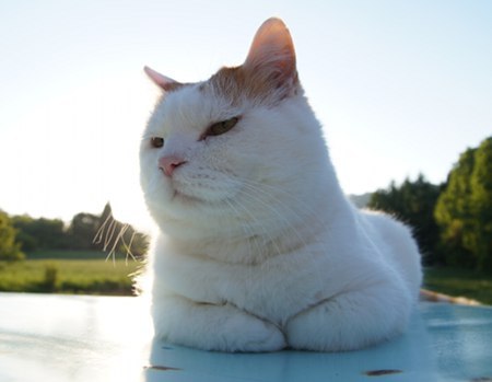 cybergata:  にこ