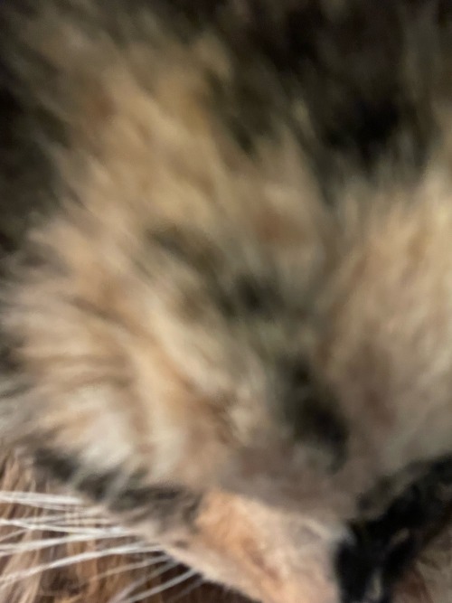 TW: Pet Death