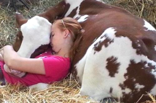 the-grand-high-blood: petrichor-and-holy-water: zooophagous: holy shit cows are huge And apparently 