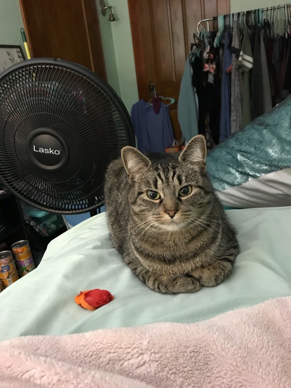 confused-on-arrival: coolcatgroup:   Here’s my cat patiently waiting for me to throw her toy after she brought it to me  Now here is her reaction when I ask her if “she’s ready” before I throw it. She knows what it means. She’s ready guys  