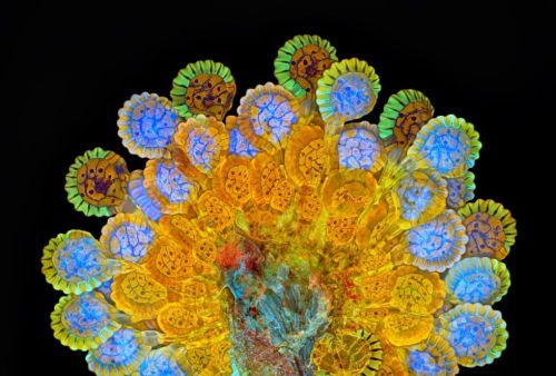 staceythinx:Some of the winners of the Nikon 2015 Photomicrography Competition. Click on images for 