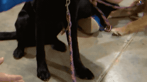 welele:Los perros son tan humanos que les pasan momentos incómodos de humanos