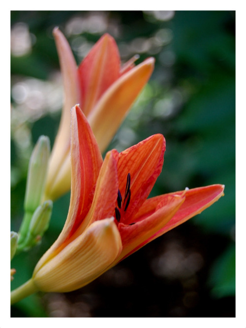 fatchance: Past flowers. Yesterday I returned to old photos of my kitchen garden back in Virginia. T