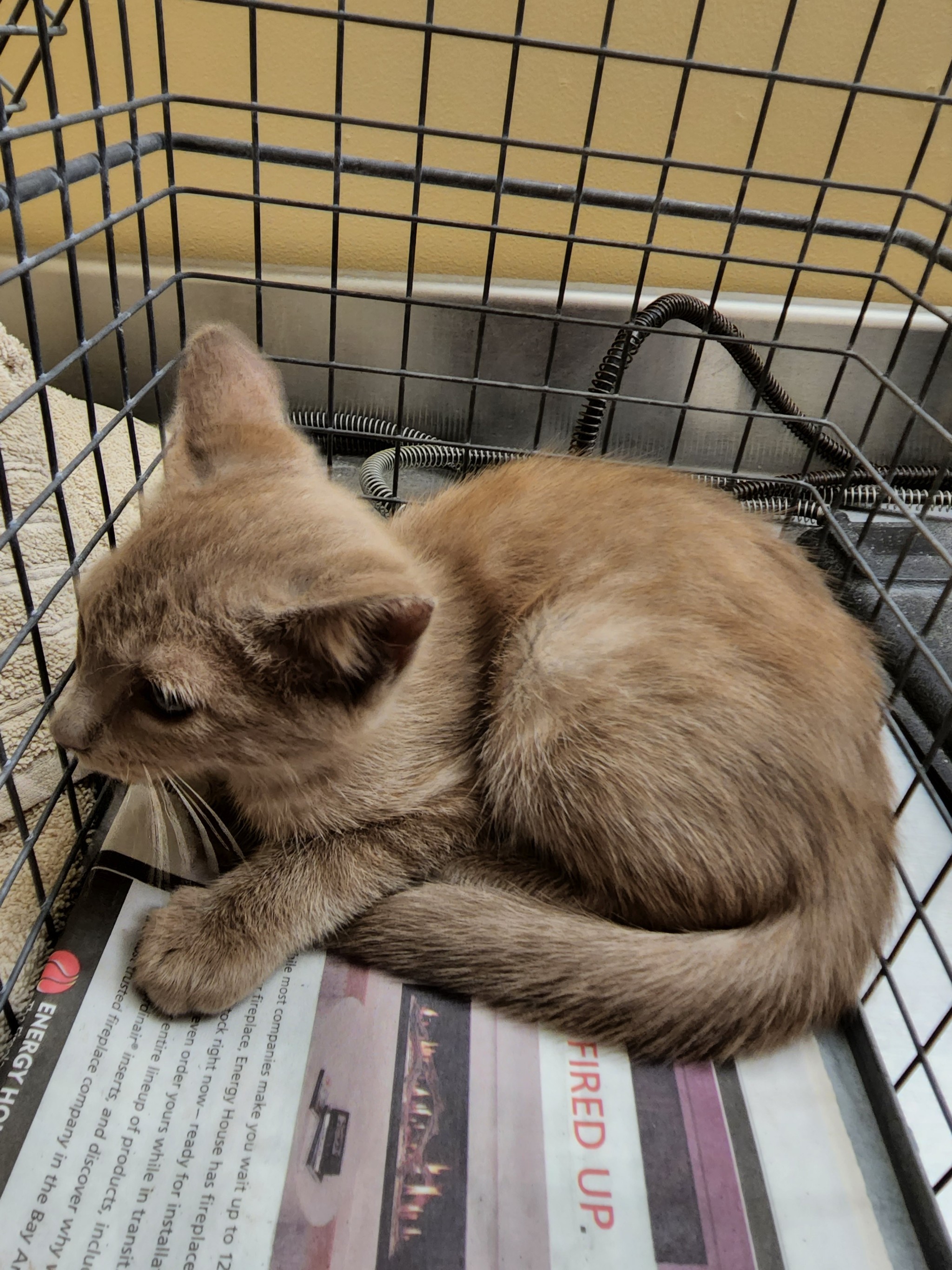 talesfromtreatment:talesfromtreatment:talesfromtreatment:Not your typical coat color