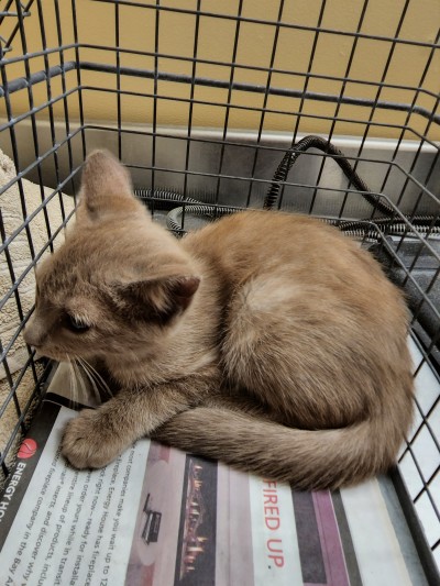 talesfromtreatment:talesfromtreatment:talesfromtreatment:talesfromtreatment:Not your typical coat color in a catI think it’s probably actually an orange kitten with a very ‘sooty’ cast to it. Better lighting and he looks even weirder.