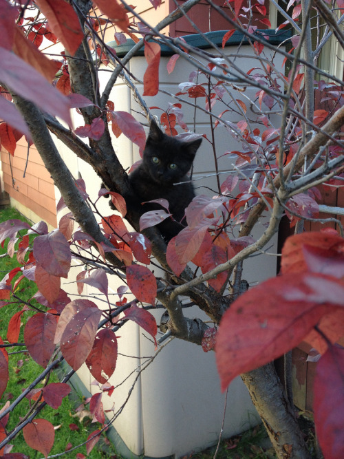 Mocron in tree (by Cat Network)
