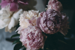floralls:  peony (by appleisapple) 
