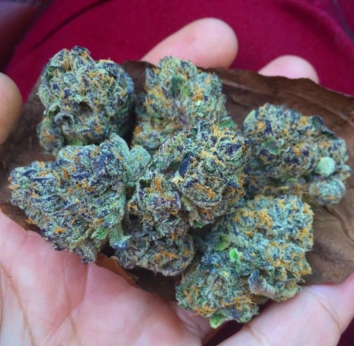 bluntrollerandsmoker:  What’s in your blunt? Mines is full of Greatness