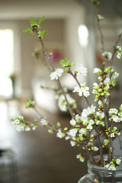 elorablue:  white blossom by wood & wool