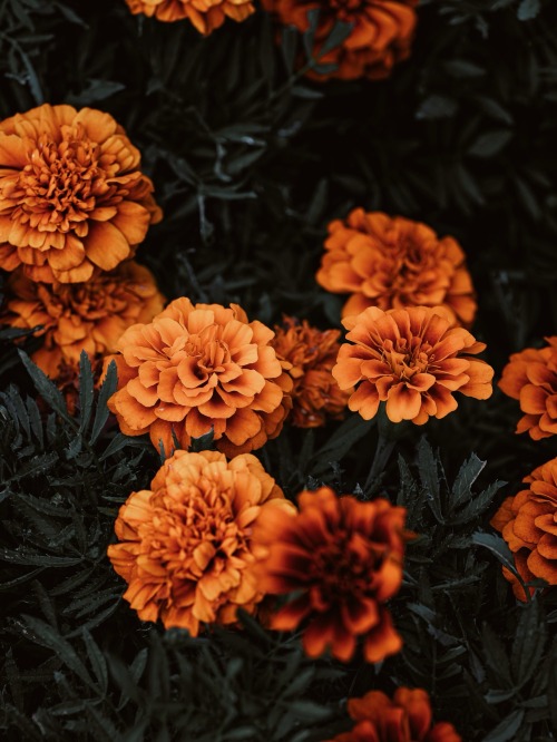 They Shine Gold And Burn With Life.