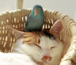 catsbeaversandducks:  The Oddest (Yet Cutest)