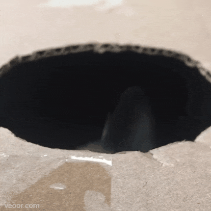 gifs-cats: