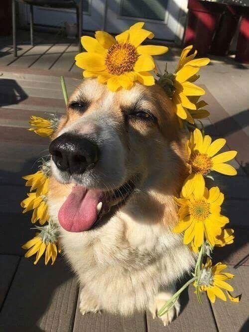 brookbooh:Dogs and flowers!! :D