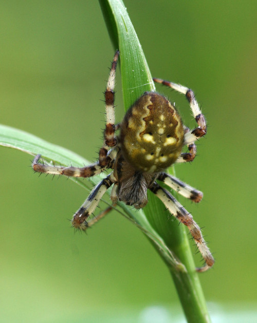 I found this four-spot orb-weaver - Araneus quadratus - in my bedroom after it stowed-away on my rai