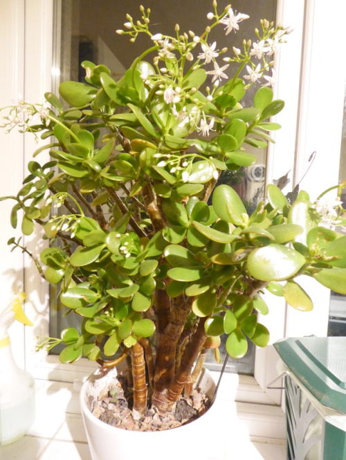So my jade plant is just a mass of flowers right now