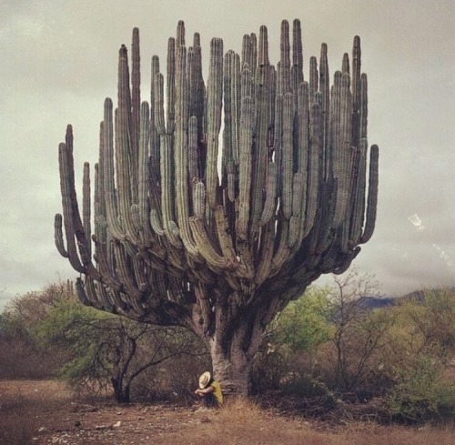 hushaby:DeadFix » Giant cactus 