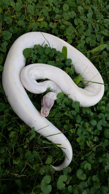 boopsthesnoots:Cole changed his clothes last night! The more he sheds, the more black freckles/spots