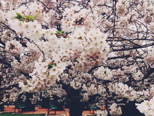 umq:  A beautiful blossom tree for you. 