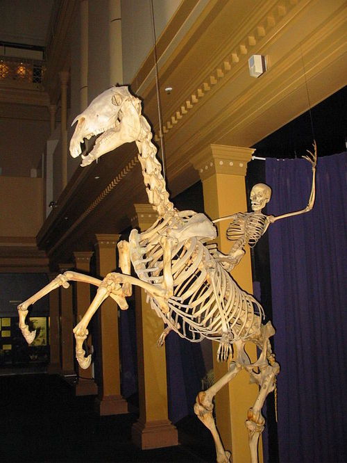 necromancer:  This is the first image on the Wikipedia article for skeletons  WE RIDE AGAINST THE FUCKBOYS TONIGHT 