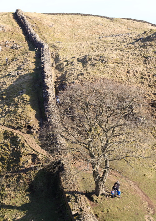 geologicaltravels:2013: Hadrians Wall on the Highshield Crags, which are a very scenic outcrop of Ca