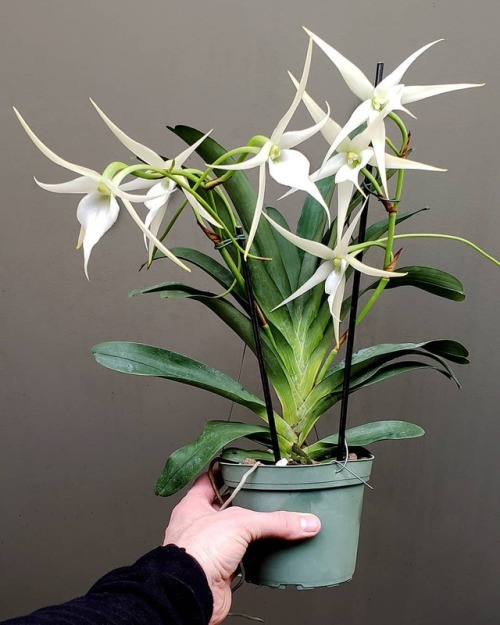 Angraecum Crestwood (sesquipedale x Vietchii) ⭐⭐⭐definitely one of our favorite Angraecum hybrids an