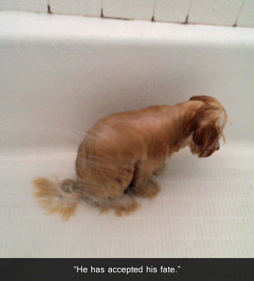 Just Funny Pictures