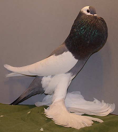 earthdad:this pigeon can kill a man on one slash